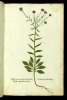  Fol. 248 

Thlaspi Cretense umbrelliferum folio Iberidis
Thlaspi Cappadocicum Galeni
Nasturtium Sauridion Hippo:
